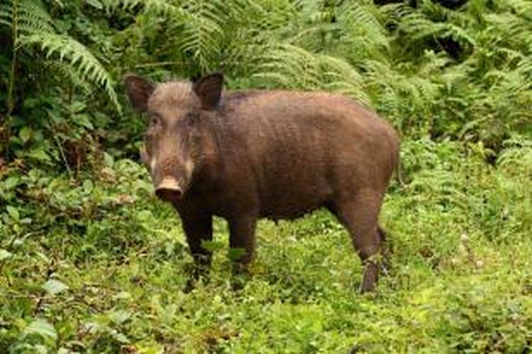 Babi Hutan “Teror” Warga di Bogor, 2 Warga Luka Serius