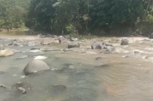 Diduga Limbah Sianida Cemari Sungai Cikaniki Bogor