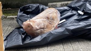 Kantor Tempo Terima Kepala Babi, Tanggapan Hasan Nasbi Tuai Kontroversi