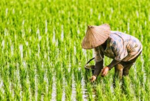 Komisi IV DPR Puji Arah Kebijakan Pangan Pemerintahan Prabowo