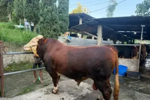 Presiden Prabowo Salurkan 1.098 Sapi Kurban Premium Senilai Rp 100 Miliar