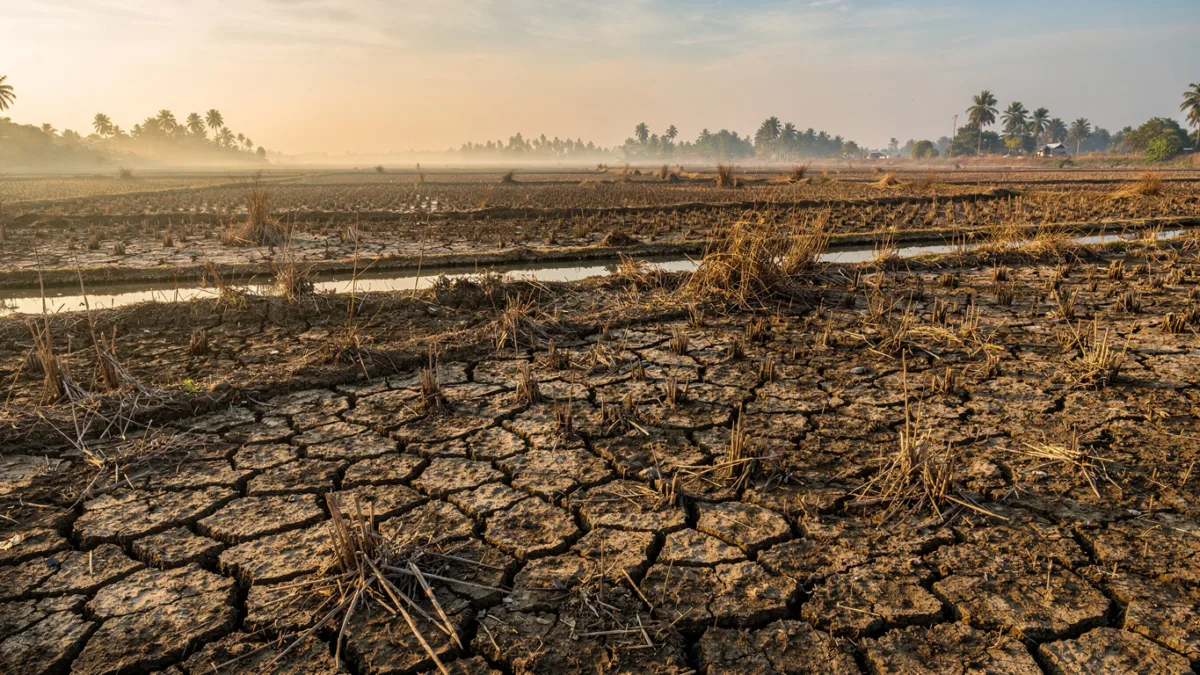 Krisis Pangan Global Terancam Memburuk Akibat Gelombang El Nino Ekstrem